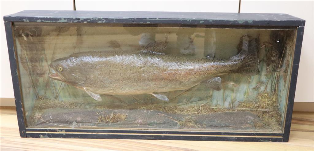 A taxidermic trout, in case